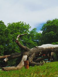 View of trees against sky