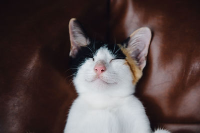 Close-up of a cat with eyes closed