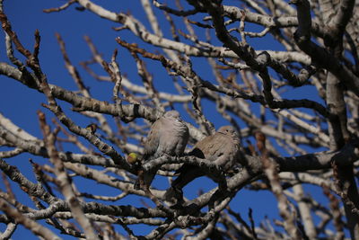 Low angle view of owl perching on tree against sky