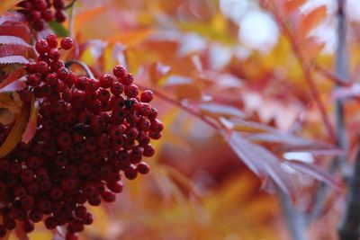 Close-up of red flowers