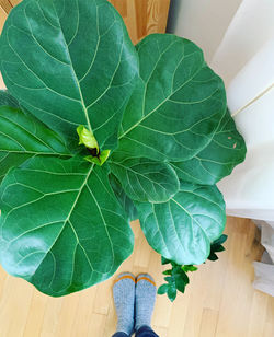 Close-up of person holding leaf