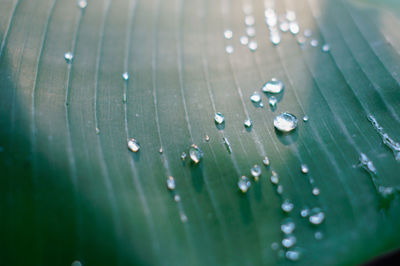 Close-up of raindrops on wet leaf