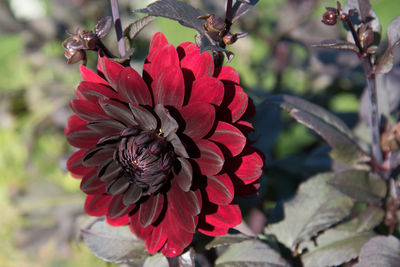 Close-up of red flowers blooming outdoors