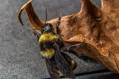 Close-up of bee on the dry leaf