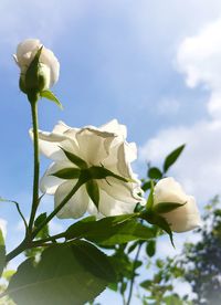 Close-up of white flowers blooming against sky