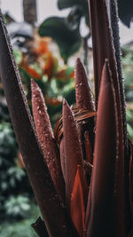 Close-up of succulent plant