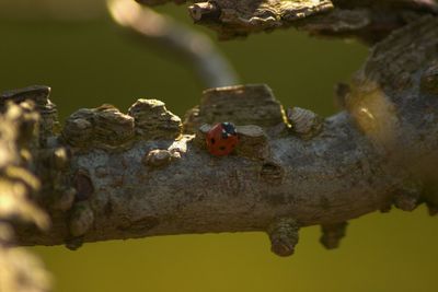 Close-up of ladybug on leaf