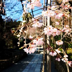 Cherry blossoms hanging from tree
