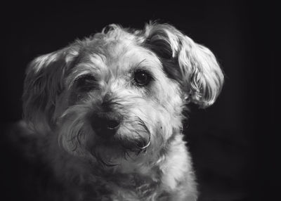 Close-up portrait of dog
