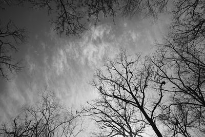 Low angle view of bare trees against sky