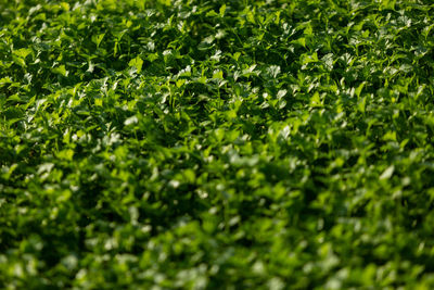 Full frame shot of green leaves