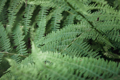 Close-up of fern leaves