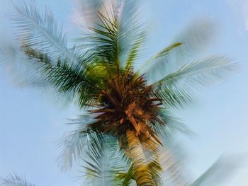 Close-up of palm tree