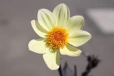 Close-up of white flower