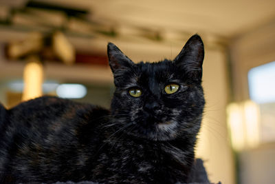 Close-up portrait of black cat at home