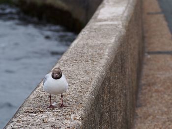 Close-up of bird