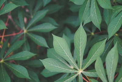 Close-up of plant leaves