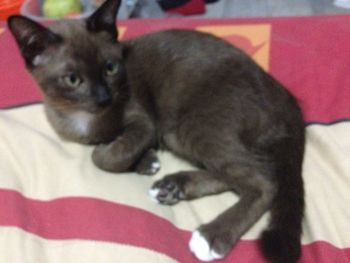 Close-up of cat lying on sofa