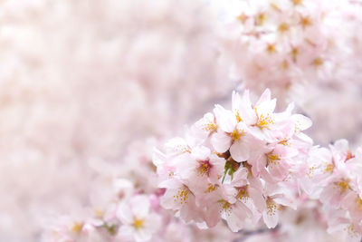 Close-up of pink cherry blossoms