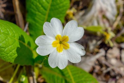 Close-up of white flowering plant leaves