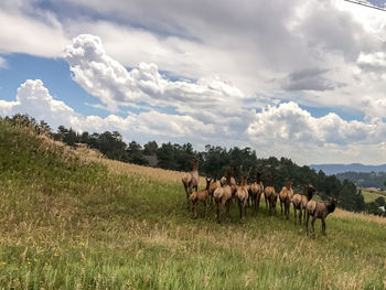 Horses grazing on field against sky
