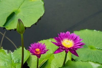 Pink water lily in pond