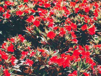 Close-up of red flowering plants