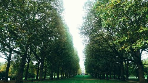 Low angle view of trees against sky