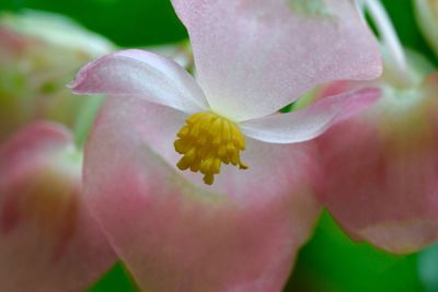 Close-up of pink flowers