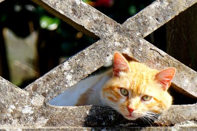 Close-up portrait of cat