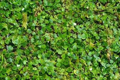 Full frame shot of ivy growing on land