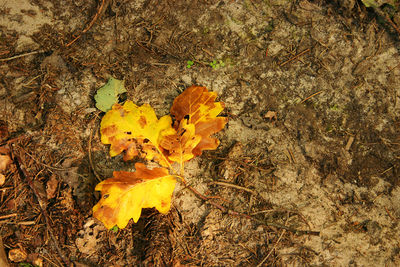 High angle view of yellow flowering plant on field