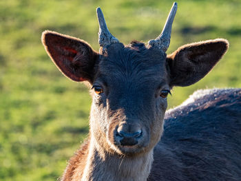 Close-up portrait of a deer on a field