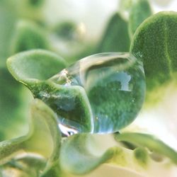 Close-up of plant
