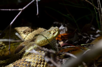 Handsome yellow timber rattler upclose 