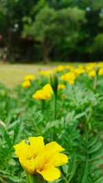 Close-up of yellow flower blooming in field
