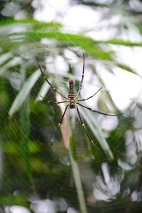Close-up of spider on web