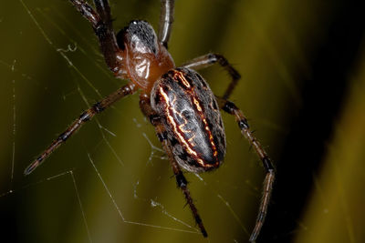 Close-up of spider