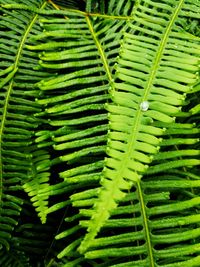 Close-up of fern