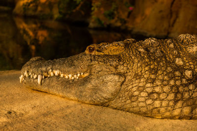 Close-up of crocodile in zoo