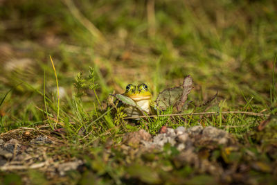 A beautiful common green water frog enjoying sunbathing in a natural habitat at the forest pond. 