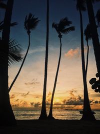 Silhouette trees on beach against sky during sunset