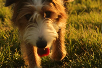 Close-up of dog on field