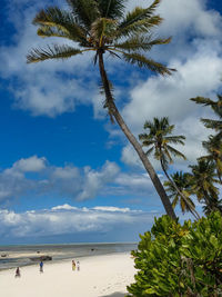 Palm trees on beach against sky