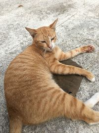 High angle view of cat relaxing outdoors