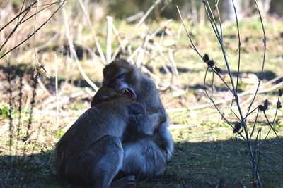 Monkeys sitting on field