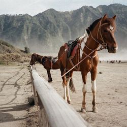 Horses on road