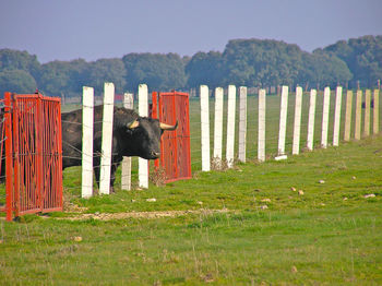 Wooden posts on landscape against sky