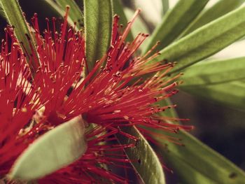 Close-up of red flowering plant