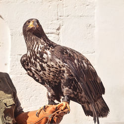 Close-up of young white tailed eagle sitting on hand